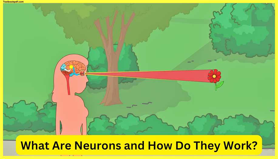 What-Are-Neurons-and-How-Do-They-Work