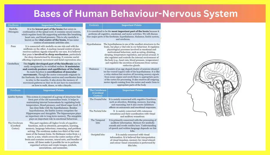 Bases-of-Human-Behaviour-Nervous-System