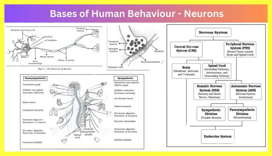 The-Bases-of-Human-Behaviour-Notes-in-Hindi