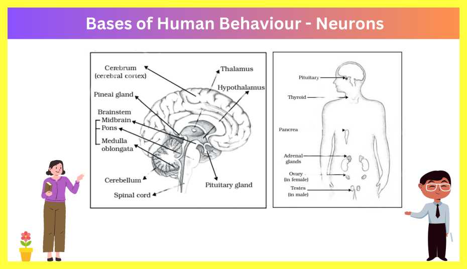 The-Bases-of-Human-Behaviour-Notes-in-Hindi