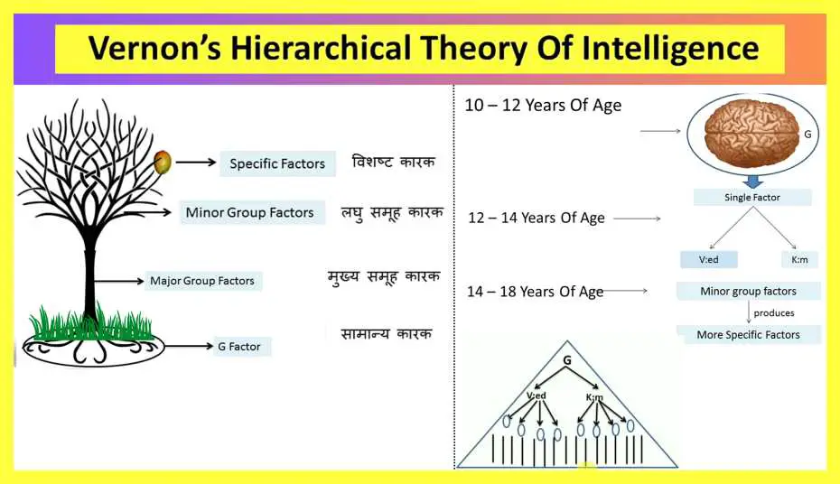 Vernon-Theory-Of-Intelligence-Notes-In-Hindi