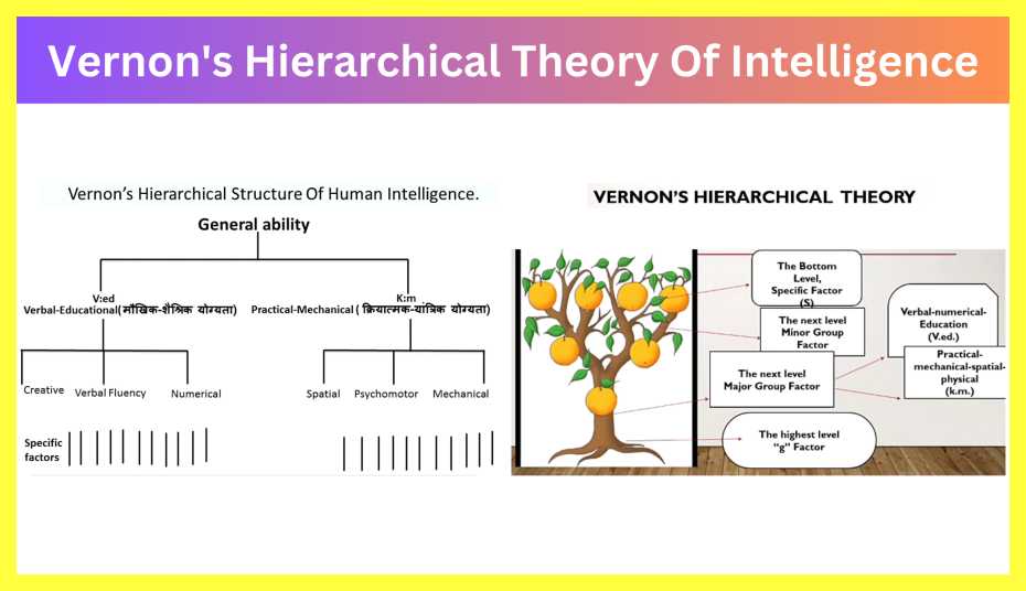 Vernon-Theory-Of-Intelligence-Notes-In-Hindi