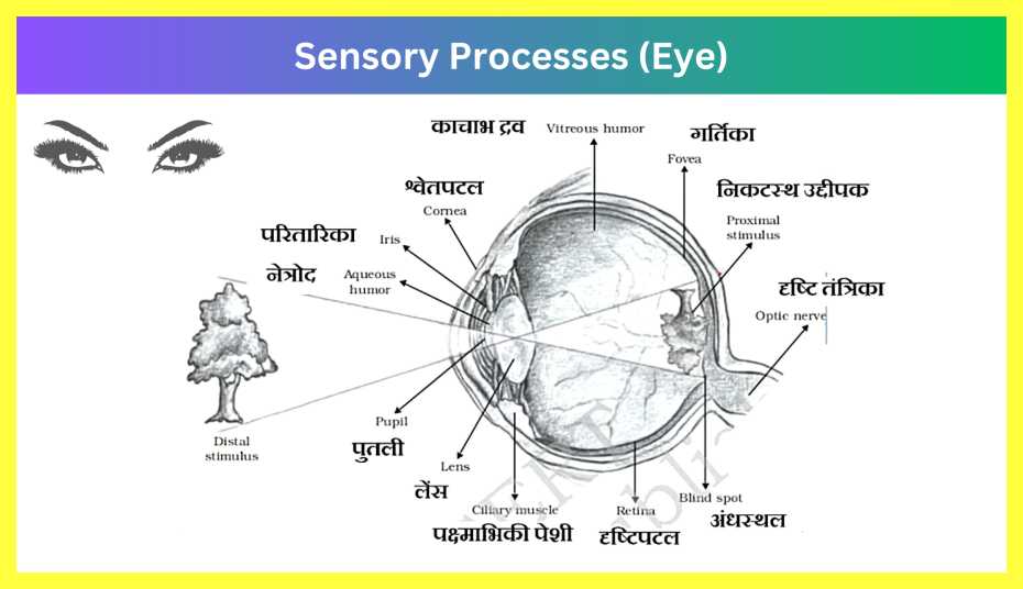 Sensory-Attentional-and-Perceptual-Processes-Notes-in-Hindi