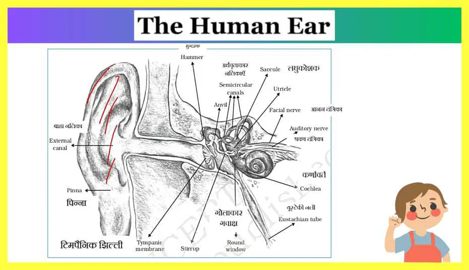 Sensory-Attentional-and-Perceptual-Processes-Notes-in-Hindi-HUMAN-EAR