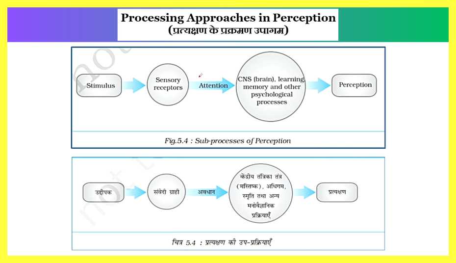 Sensory-Attentional-and-Perceptual-Processes-Notes-in-Hind-PERCEPTION