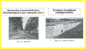 Monocular-Cues-Psychological Cues-TEXTURE-GRADIENTS